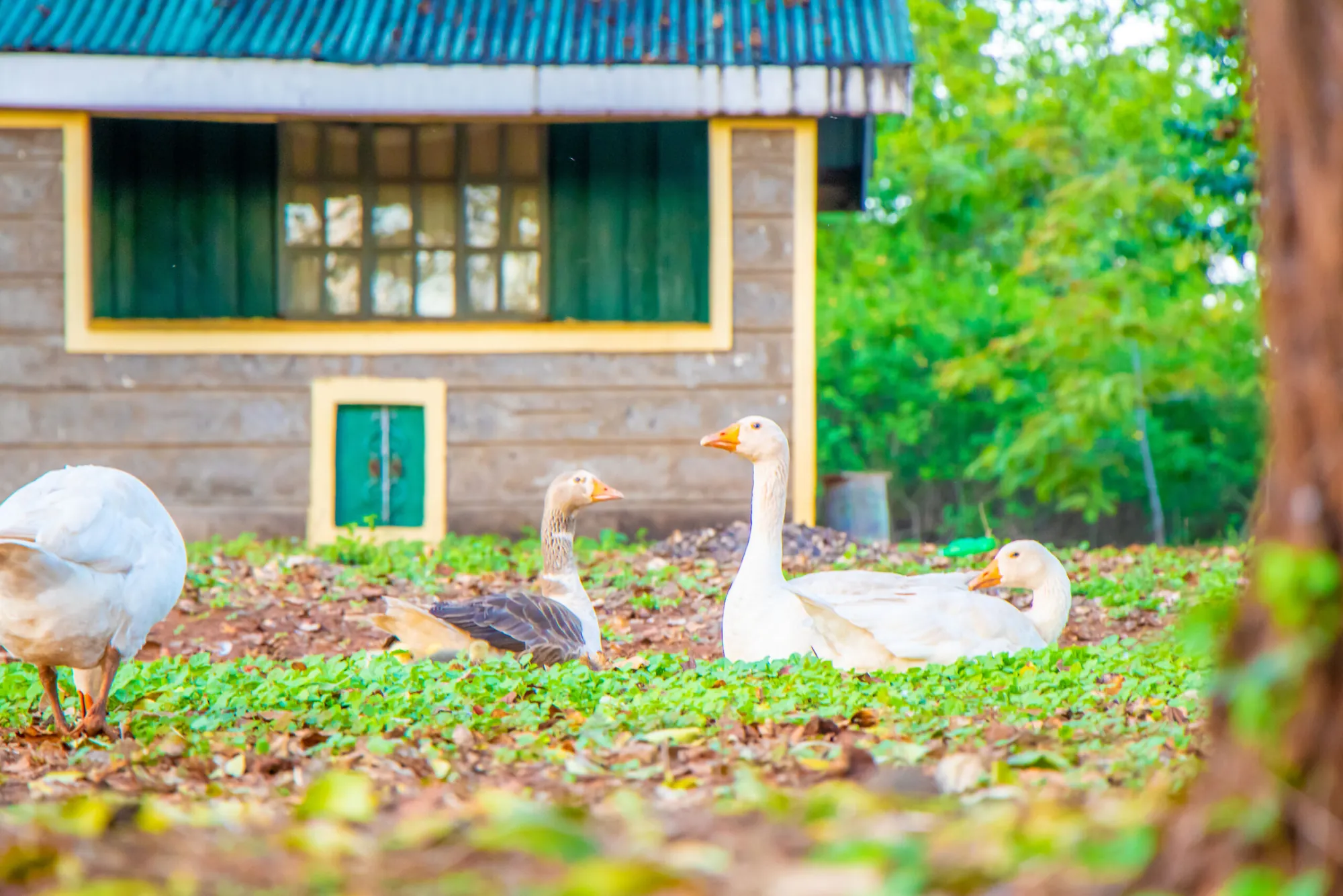 Geese resting on the lawn in the school compound