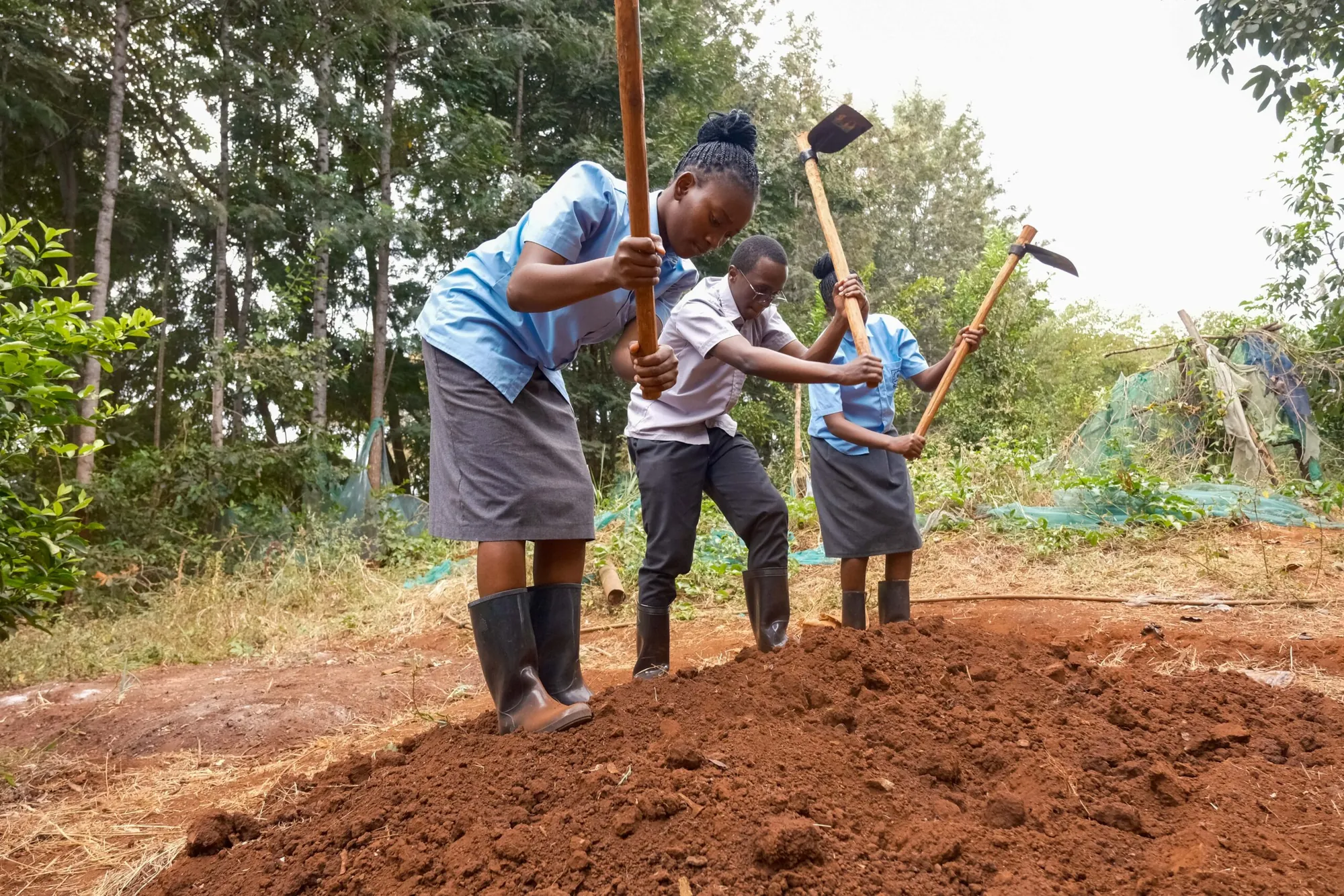 Students digging a garden bed with hoes in an agriculture lesson